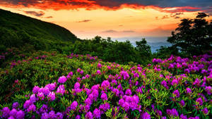 Most Beautiful Spring Sunset Wallpaper