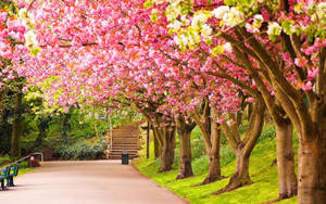 Most Beautiful Spring View At The Park Wallpaper