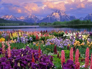Most Beautiful Spring With Lupine Plants Wallpaper