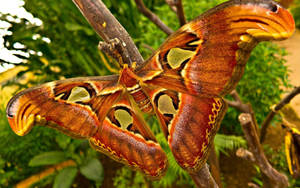 Moth Atlas Giant On Branch Wallpaper