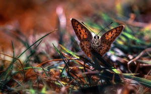 Moth Brown On Grass Wallpaper