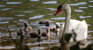 Mother Bird Swan And Six Cygnets Wallpaper