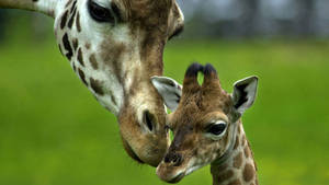 Mother Giraffe Giving Care Wallpaper