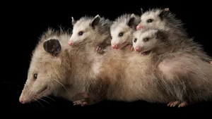 Mother Opossumwith Babieson Back Wallpaper
