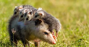 Mother_ Possum_with_ Joeys_ Riding_ Back Wallpaper