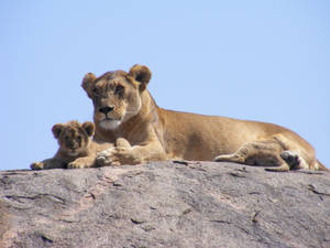 Motherly Love From A Lioness, To Her Little Cub Wallpaper