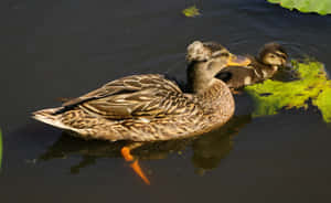 Mottled Duck Mother Bird Wallpaper