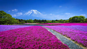 Mount Fuji Japan 4k Flower Field Wallpaper