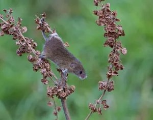 Mouse Climbing Down Wallpaper