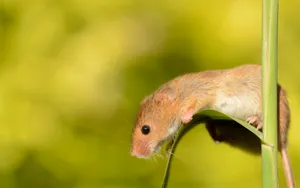 Mouse Clinging On A Leaf Wallpaper