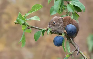 Mouse Feeding On Blueberry Wallpaper