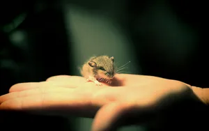 Mouse On A Palm Wallpaper