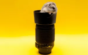 Mouse On Black Lens Wallpaper