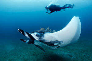 Mozambique Manta Ray Wallpaper