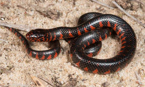 Mud Snake Non-venomous Reptile Wallpaper