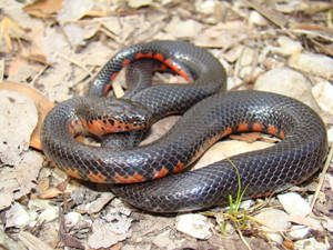 Mud Snake On A Rocky Ground Wallpaper