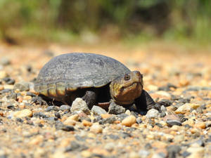 Mud Turtle Cold-blooded Animal Wallpaper