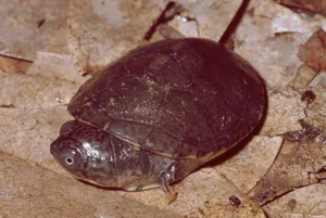 Mud Turtle With A Round Shell Wallpaper