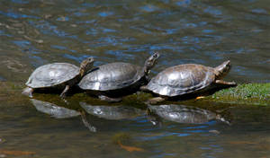 Mud Turtles Basking On A Log Wallpaper