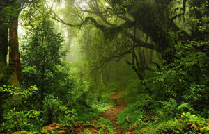 Muddy Trail Forest Background Wallpaper