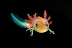 Multicolored Axolotl In Black Wallpaper