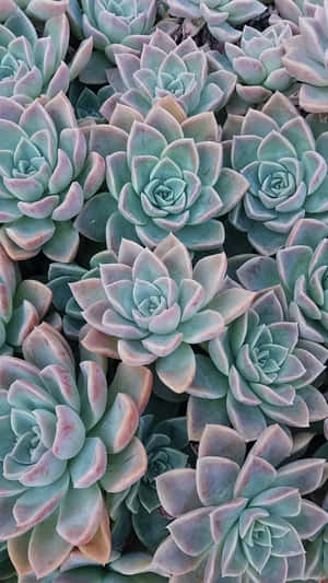 Multiple Succulent Iphone Plants Wallpaper