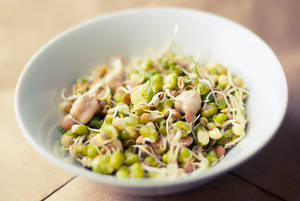 Mung Bean Sprouts Vegetable White Bowl Wallpaper