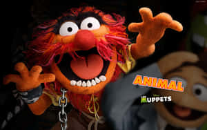 Muppet Animal Wallpaper Wallpaper