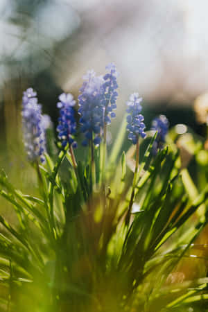 Muscari Blue Flowers Phone Wallpaper