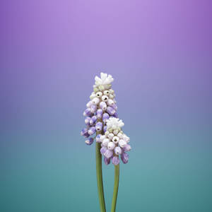 Muscari Flower Apple Wallpaper