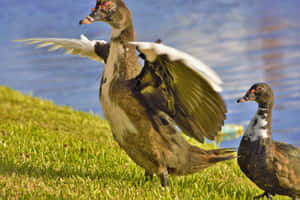 Muscovy Duck Mother Bird Wallpaper