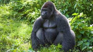 Muscular Black Gorilla Wallpaper