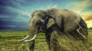 Muscular Bull Elephant Hd Wallpaper