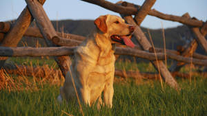 Muscular Labrador Retriever Dog Wallpaper