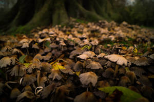 Mushrooms In Rainforest Wallpaper