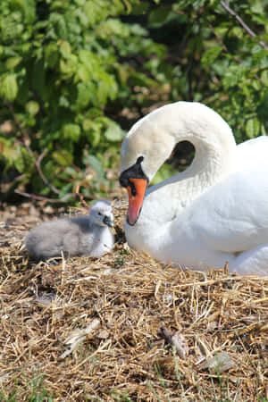 Mute Swan Mother Bird Caring For Cygnet Wallpaper