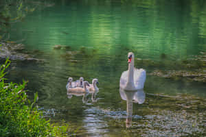 Mute Swan Mother Bird In River Wallpaper