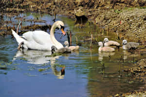 Mute Swan Mother Bird On Riverside Wallpaper