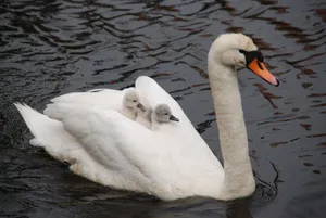 Mute Swan Mother Bird Swimming Wallpaper