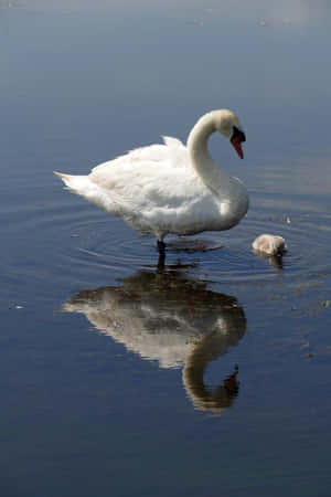 Mute Swan Mother Bird Walking Wallpaper