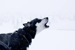 Mysterious Black Husky Puppy Howling Wallpaper