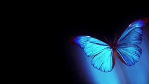 Mysterious Dark Butterfly On A Black Background Wallpaper