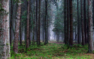 Mysterious Forest Background Wallpaper