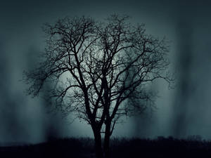 Mystery Leafless Tree Visual Art Wallpaper