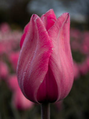 Mystic Pink Tulip Hd Wallpaper