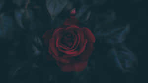 Mystic_ Red_ Rose_in_ Darkness_4 K Wallpaper