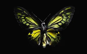Mystical Dark Butterfly Wallpaper