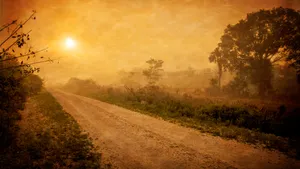 Mystical Foggy Forest Morning Wallpaper