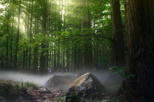 Mystical Forest Haze Wallpaper