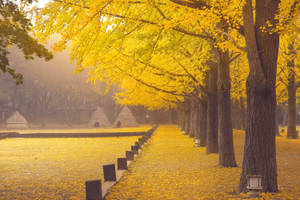 Nami Island South Korea Wallpaper